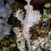 pipefish_ghost_ornate_tr_si_v_0138_kom0499.jpg